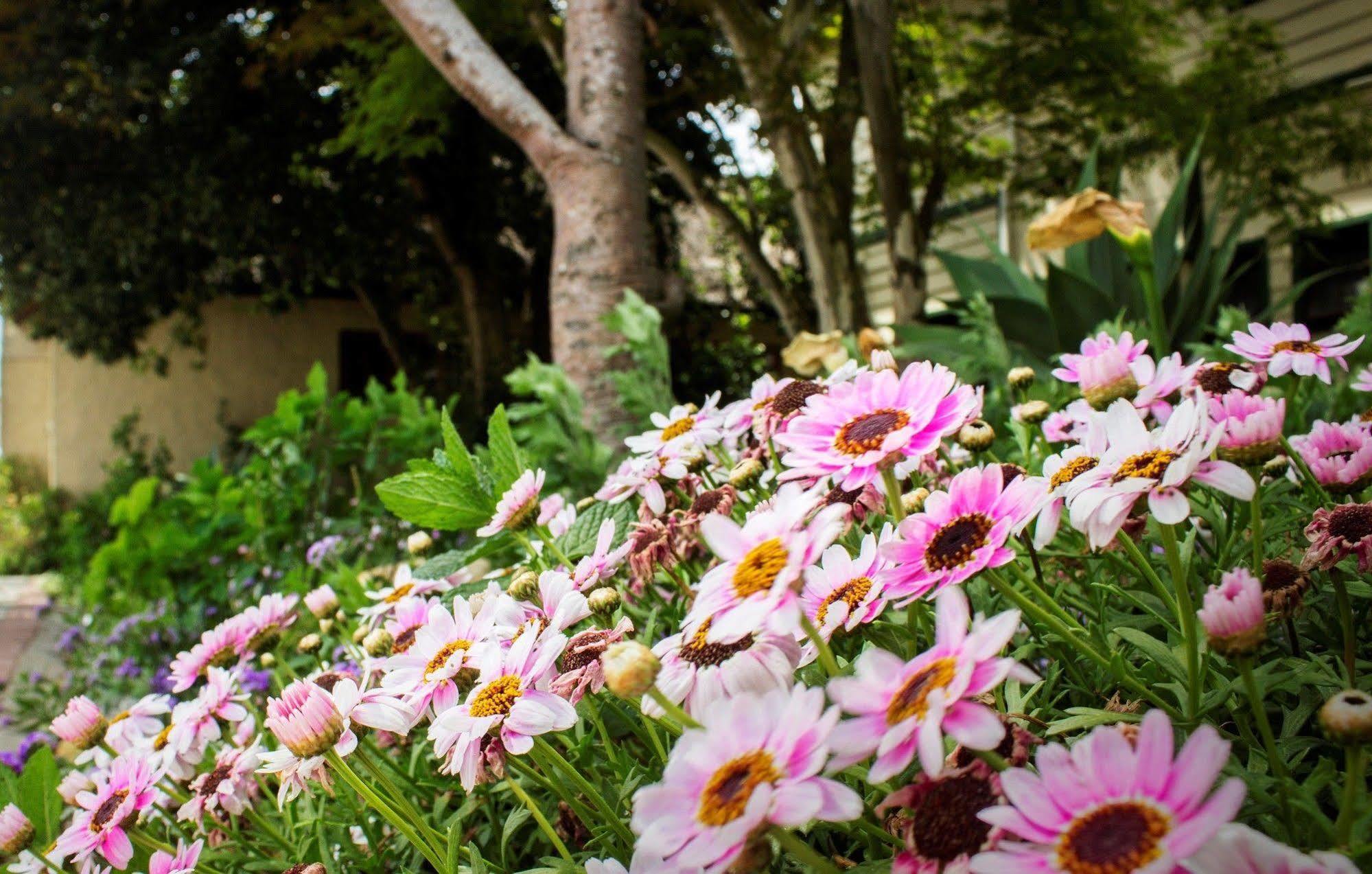 Victoria And Alfred Guest House Port Elizabeth Ngoại thất bức ảnh